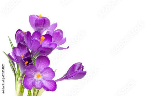 Purple Crocus flowers with green leaves isolated on white background