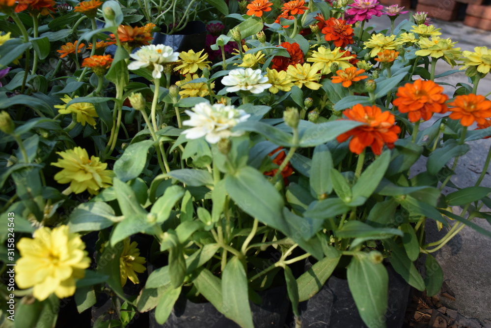 Obraz premium Various colourful tiny flowers on small plots