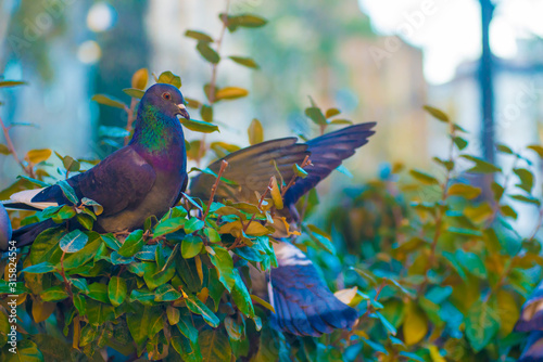 Pigeons in the Tourists destination Barcelona, Spain. Barcelona is known as an Artistic city located in the east coast of Spain.. photo