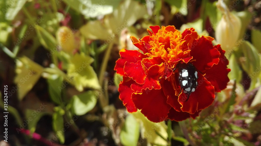 Beetle on Red Flower
