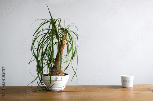 Beaucarnea (Nolina) in a white pot on table photo