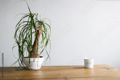 Beaucarnea (Nolina) in a white pot on table photo