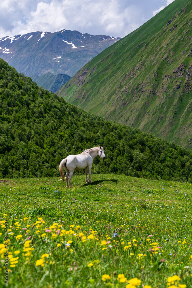 Kazbegi Horse