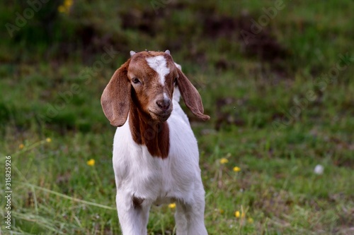 young goat standing in meadow