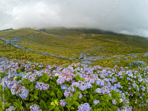 Beatiful wall of hydranges along a red volcanic dirt road on the island of Flores in the Azores, Portugal.