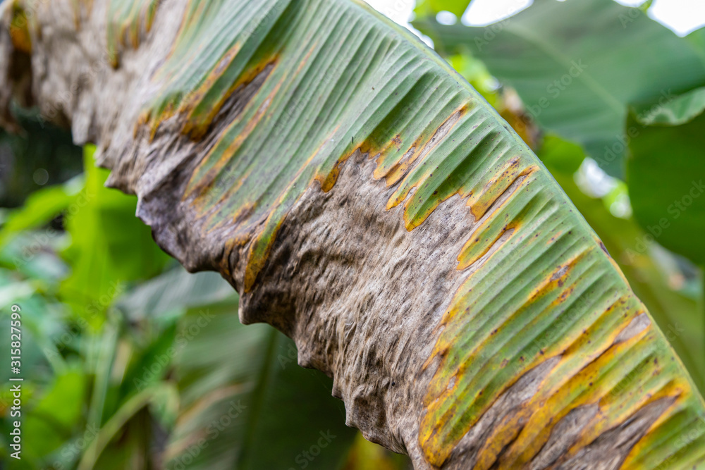 Banana tree disease, Symptoms of black sigatoka on banana foliage