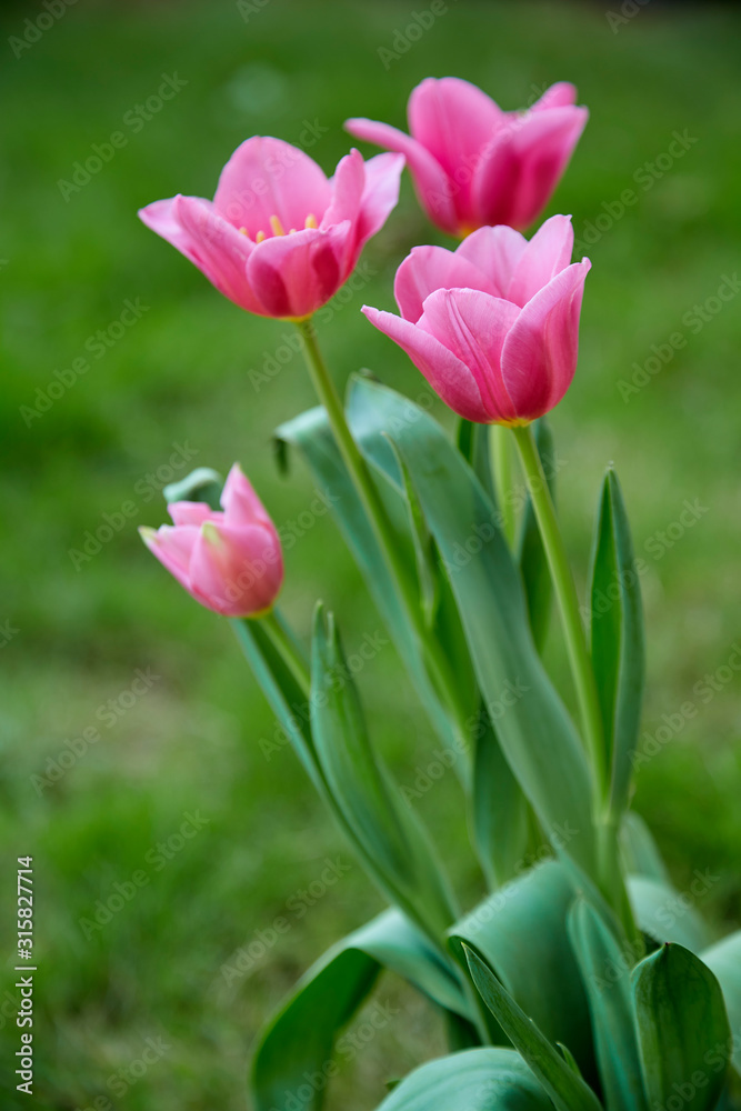 Pink tulips in garden background Pink tulips in garden background