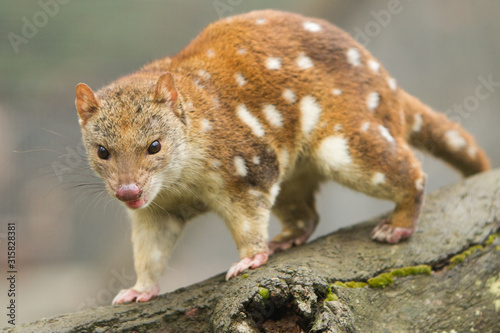 Spotted or Tiger Quoll © Craig