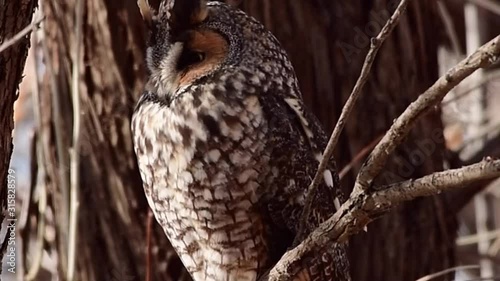 A Long Eared Owl Coughing up an Owl Pellet (Close Up)