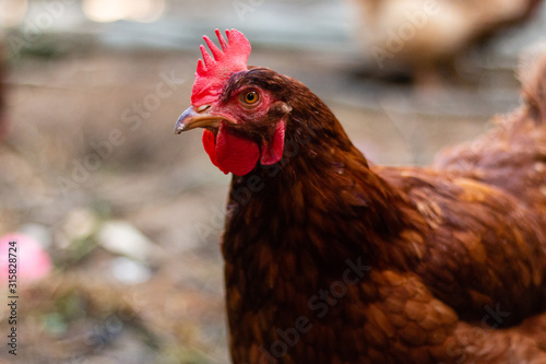 Hen in biofarm on a blurry background