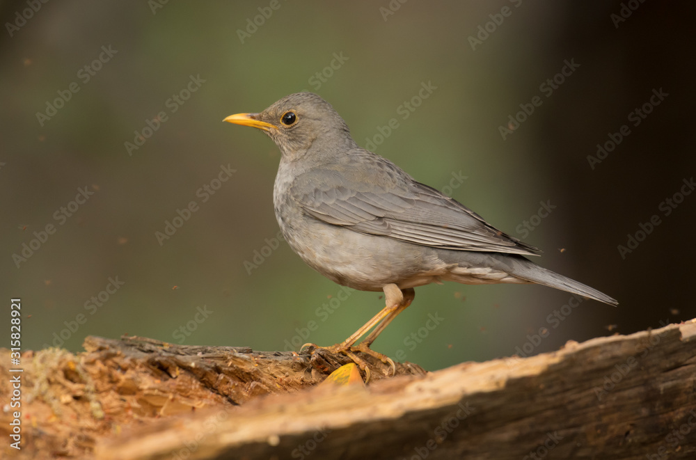 Tickell's thrush (Turdus unicolor) is a passerine bird in the thrush family Turdidae Tickell's thrush (Turdus unicolor) is a passerine bird in the thrush family Turdidae