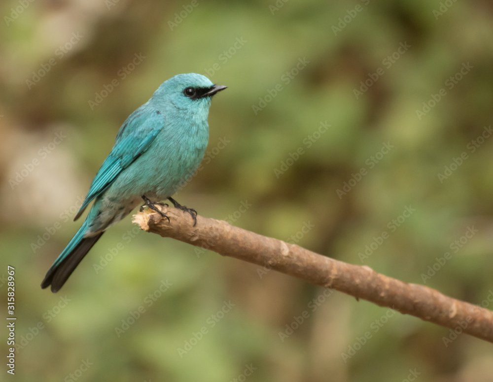 Blue Verditer flycatcher perched on a branch Blue Verditer flycatcher perched on a branch