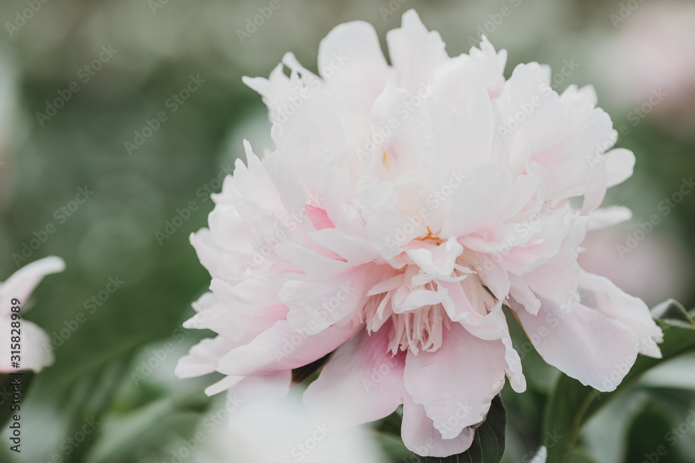 Huge peony. Close-up of flowers pink peonies. Peonies close-up. Beautiful peony flower for catalog or online store. Floral shop concept. Shallow depth of field. Pink peony flower field. 