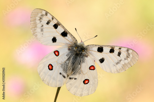 Apollofalter Parnassius apollo vinningensis photo