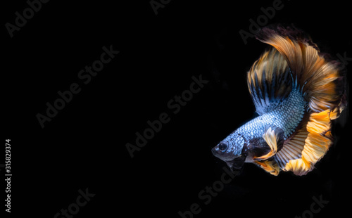 Fototapeta Naklejka Na Ścianę i Meble -  The Moving Moment of Blue Grey Gold Metallic Half Moon Betta Splendens or Siamese Fighting Fish on Black Background