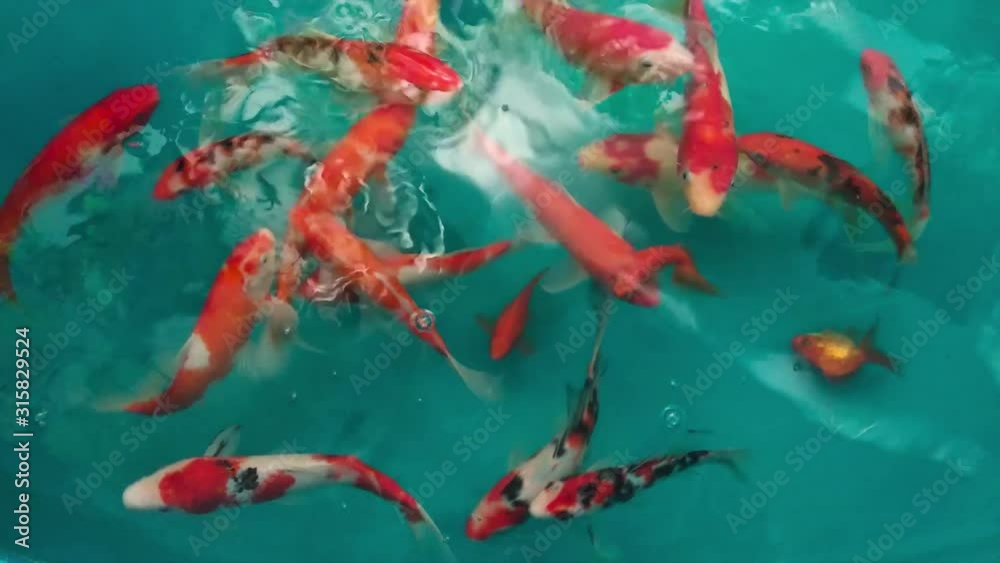 Red-white koi carps in a pool with a blue bottom. Red-white koi carps in a pool with a blue bottom.