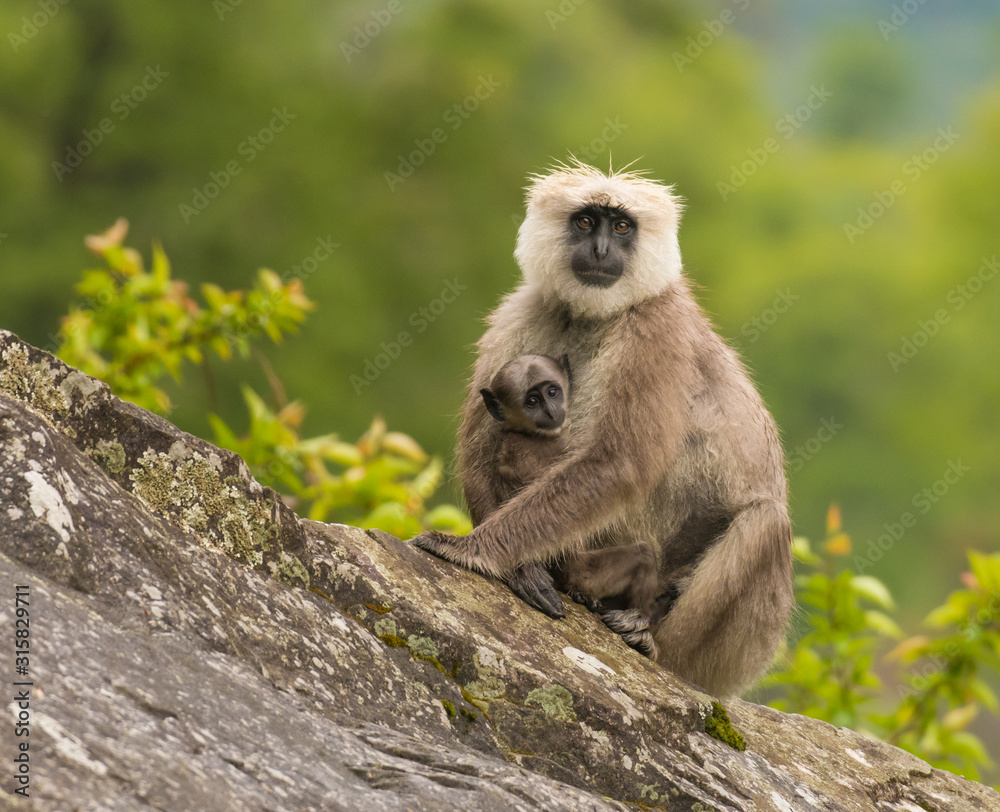 Himalayan Langur with baby