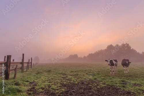 A few cows in the pasture the Flemish fields during an atmospheric foggy morning in Menen photo