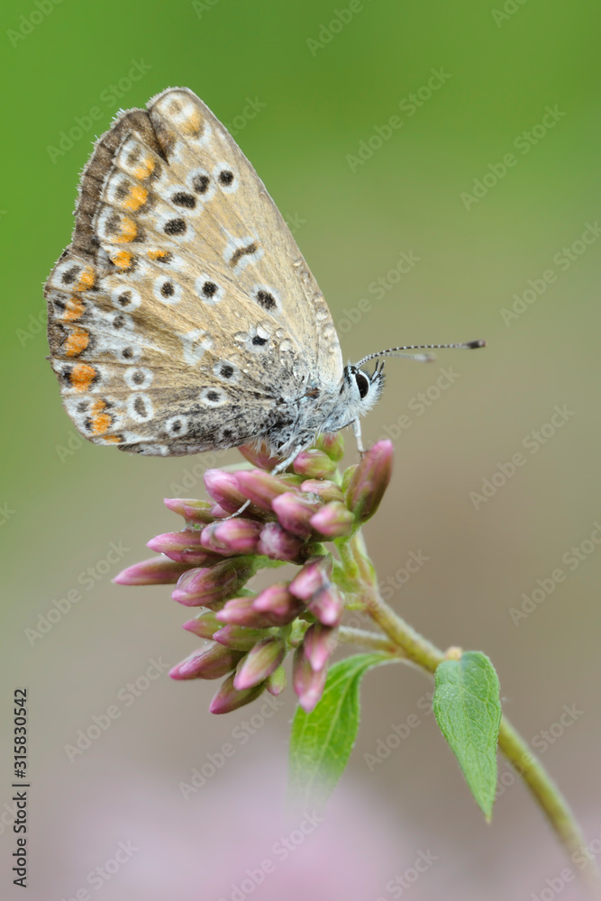 Gemeiner-Blauling Polyommatus icarus Gemeiner-Blauling Polyommatus icarus