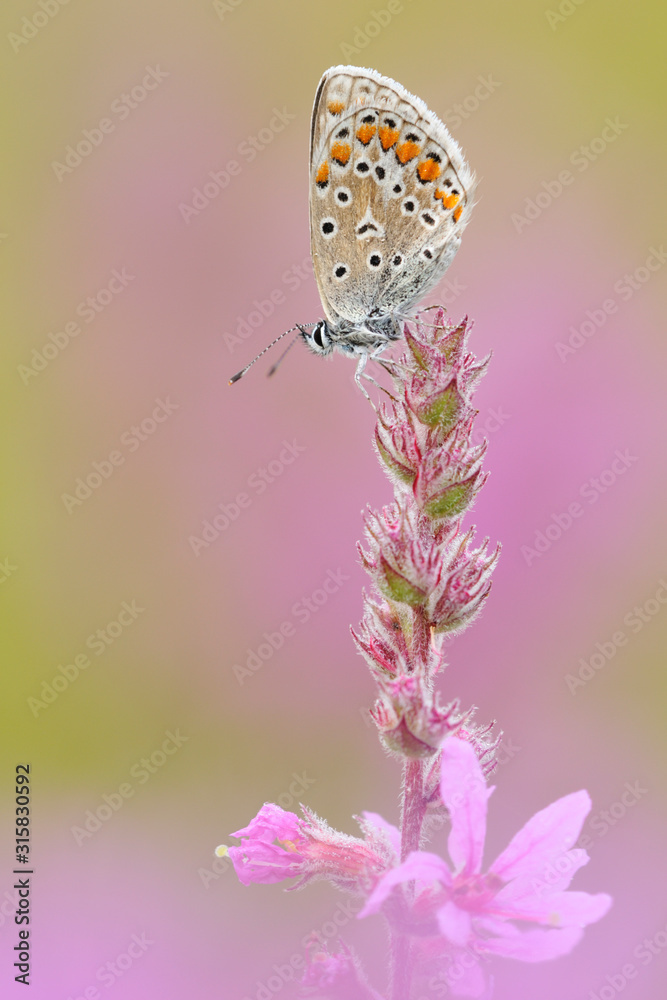 Obraz premium Gemeiner-Blauling Polyommatus icarus