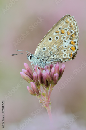 Wallpaper Mural Gemeiner-Blauling Polyommatus icarus Torontodigital.ca