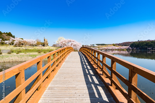 宮城平筒沼ふれあい公園の橋と満開の桜並木 © masahiro