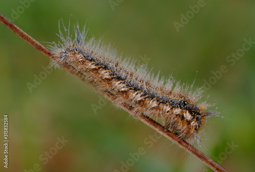 Raupe Grasglucke Euthrix potatoria photo