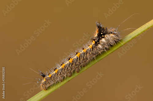Raupe Grasglucke Euthrix potatoria photo