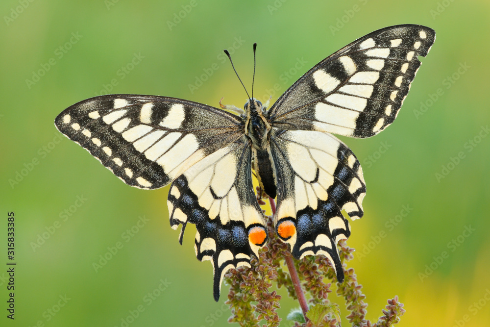 Schwalbenschwanz Papilio machaon Schwalbenschwanz Papilio machaon