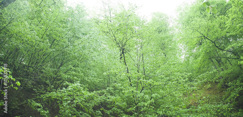 Beautiful view. Forest in spring