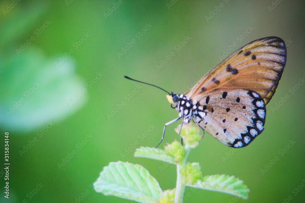 Fototapeta premium a pretty orange little butterfly perched on the top of the grass, against a soft green background