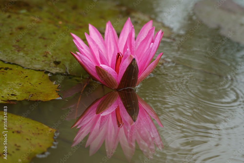 The lotus is the queen of the water. That is considered a symbol of