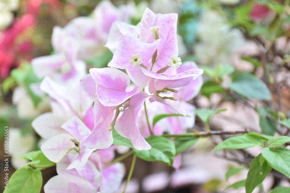 Obraz premium pink flowers in the garden