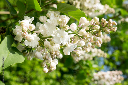  lush white lilac blooms in spring
