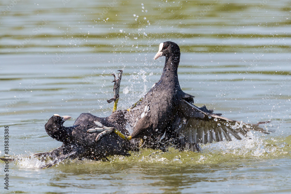 Fototapeta premium two black coots (fulica atra) fighting with legs in water
