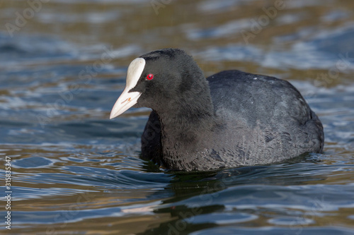 close-up swimming black coot bird (fulica atra) in sunlight