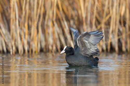 Cuadro en lienzo black coot (fulica atra) shaking wings on water in front of reed