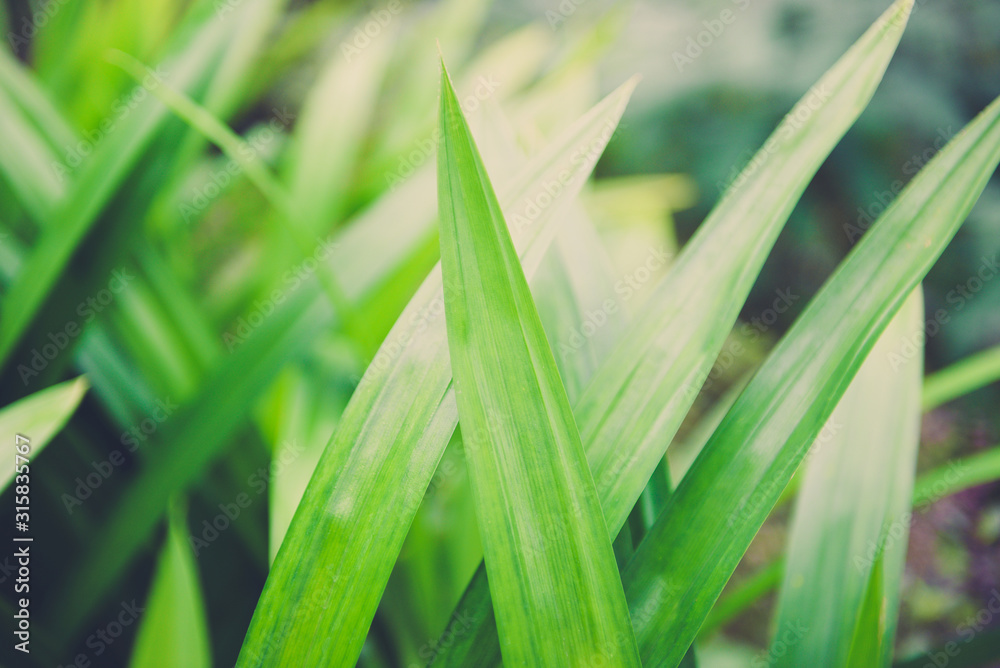 Pandan leaf plant growing on the Pandan trees garden for natural herbs ingredient plant in Asian Thai kitchen food / Pandan leaf plant growing on the Pandan trees garden for natural herbs ingredient plant in Asian Thai kitchen food /