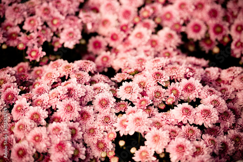 Close up of bunch flower pink chrysanthemum pink beautiful texture background - chrysanthemum flowers blooming decoration festival celebration