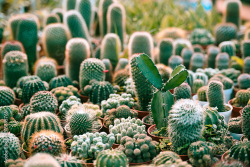 Miniature cactus pot decorate in the garden - various types beautiful cactus market or cactus farm indoor microgreen home gardening and decorating