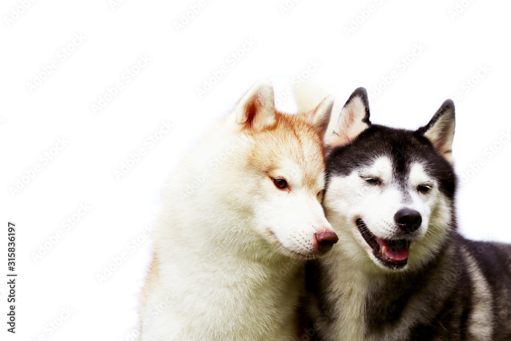 Couple of Siberian Huskies smiling with white background. Male and female dogs togetherness.