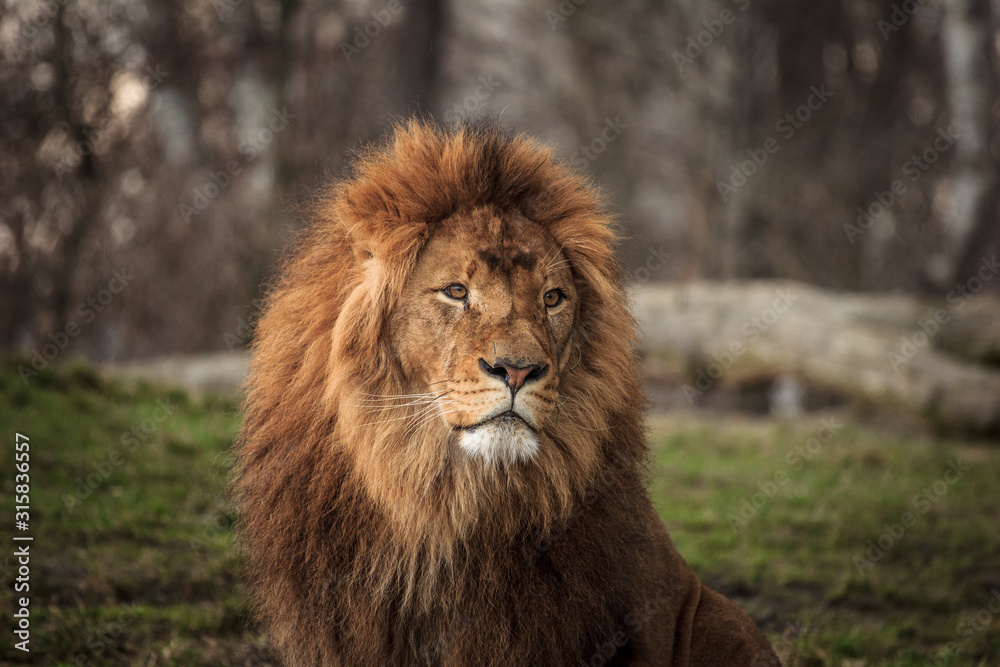 portrait of a lion