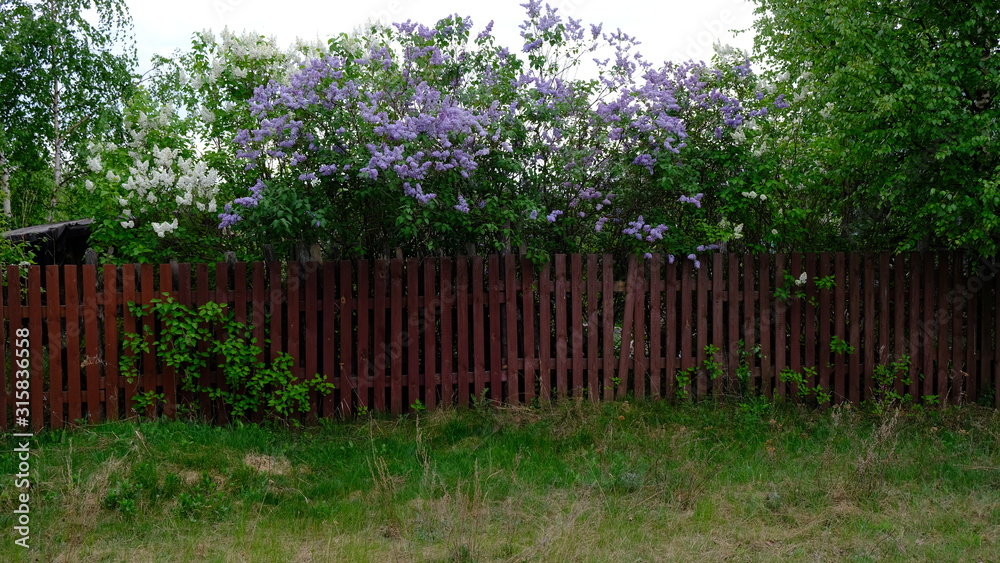 Lilac bushes behind a rustic wooden fence that was leaning in the village . On a spring and summer day. The concept of the countryside. Gardening. Plant flowers. Vertical frame Lilac bushes behind a rustic wooden fence that was leaning in the village . On a spring and summer day. The concept of the countryside. Gardening. Plant flowers. Vertical frame
