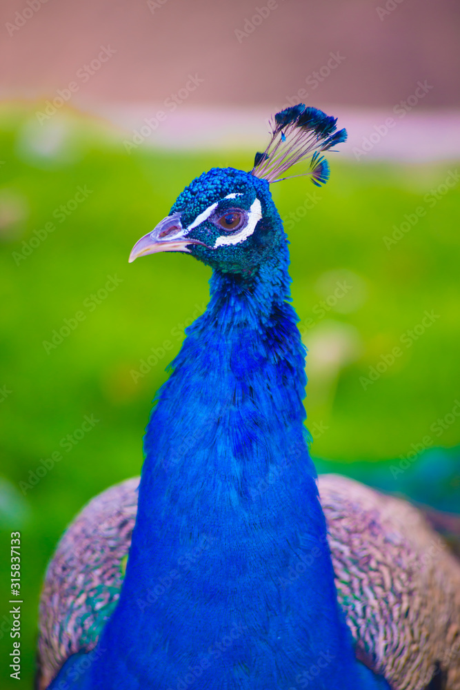 Obraz premium Peacock in Barcelona, Spain. Barcelona is known as an Artistic city located in the east coast of Spain..