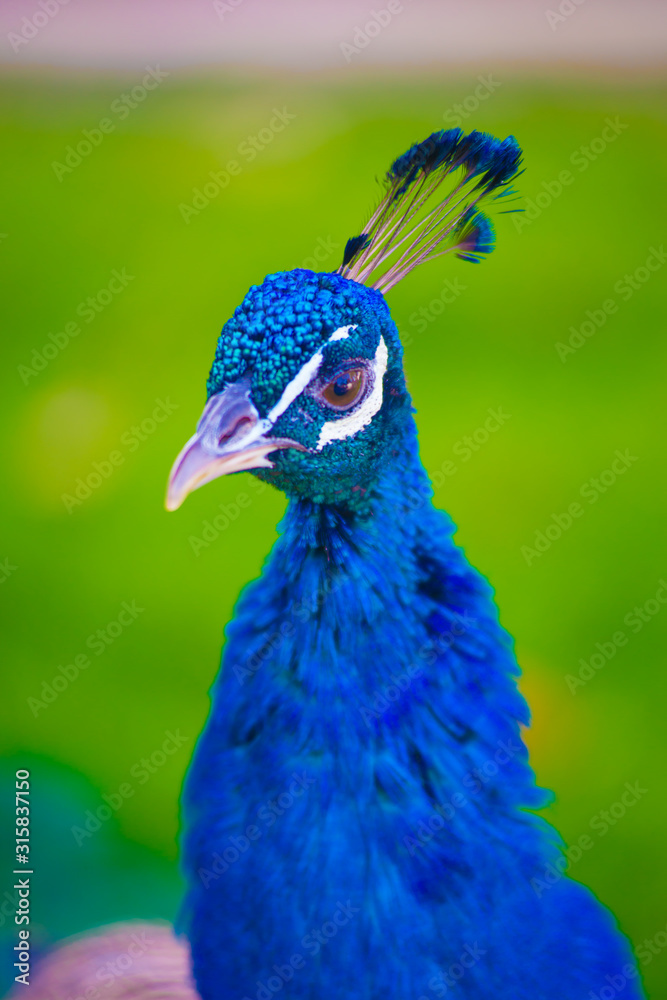 Peacock in Barcelona, Spain. Barcelona is known as an Artistic city located in the east coast of Spain.. Peacock in Barcelona, Spain. Barcelona is known as an Artistic city located in the east coast of Spain..