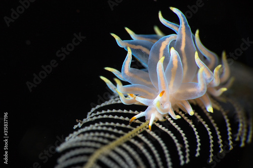 Nudibranch Trinchesia sp. Underwater macro photography from Tulamben, Bali,  Indonesia