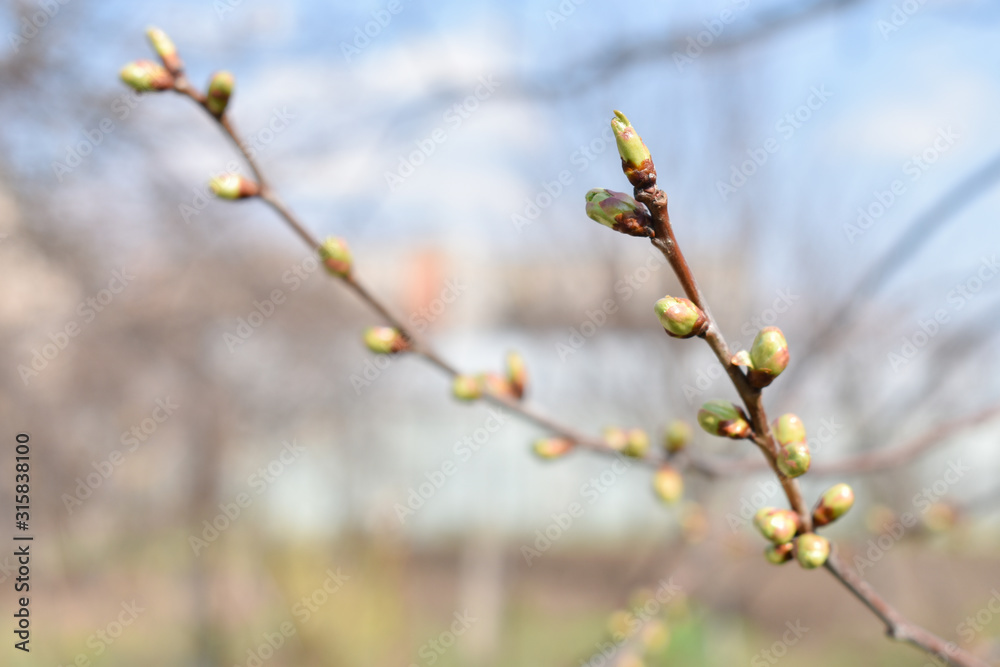 Buds on a tree branch on a blurred background. Buds on a tree branch on a blurred background.