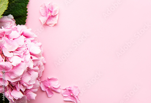 Pink hydrangea flowers on pink background