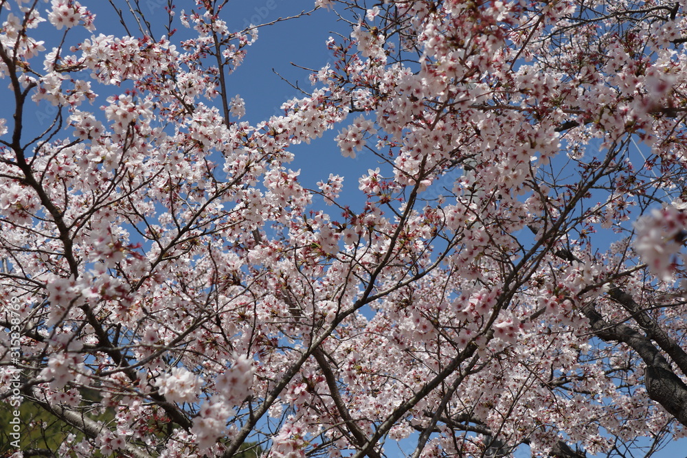 満開の桜