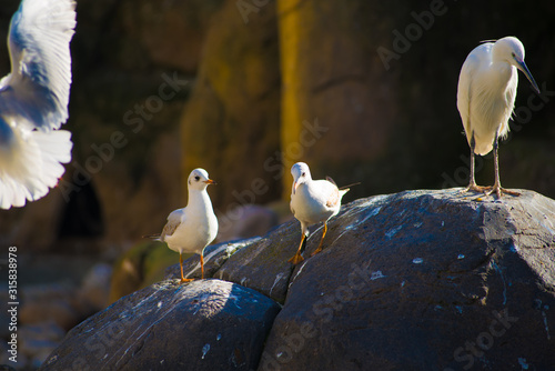 Birds in Barcelona, Spain. Barcelona is known as an Artistic city located in the east coast of Spain..